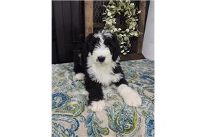 Ian - Sheepadoodle for sale