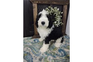 Ace - Sheepadoodle for sale