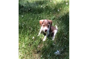Saddie - Mixed/Other for sale