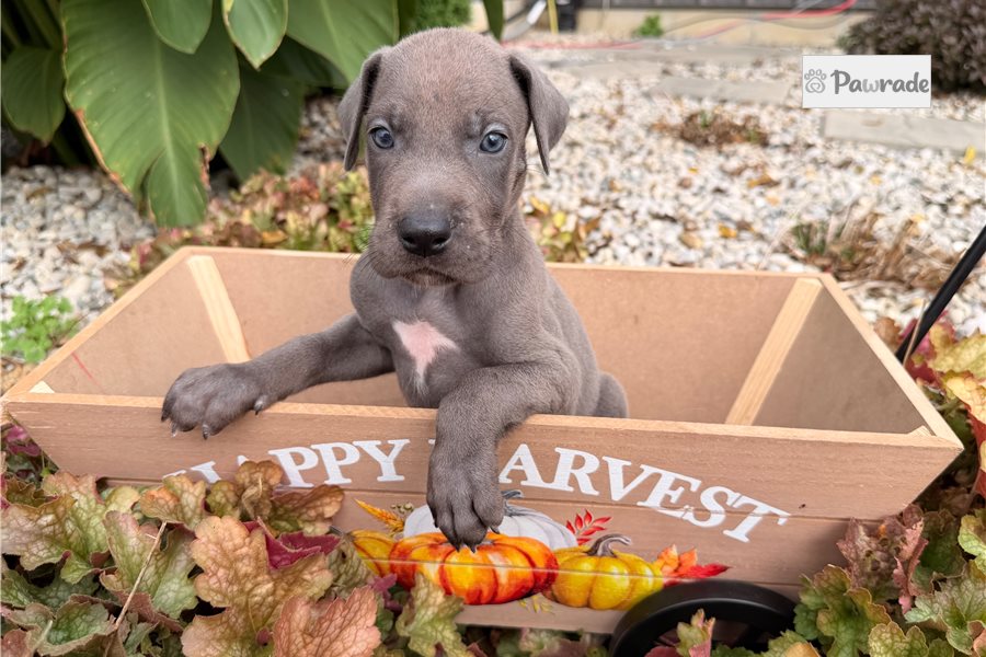 Elijah - Great Dane for sale