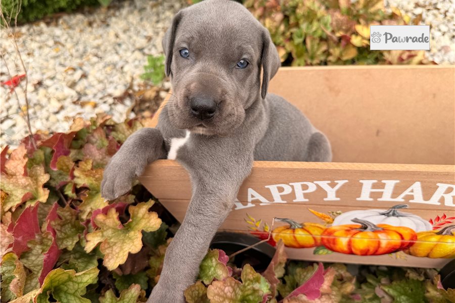 Sharon, female Great Dane puppy for sale