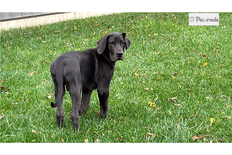 Drew - Great Dane for sale