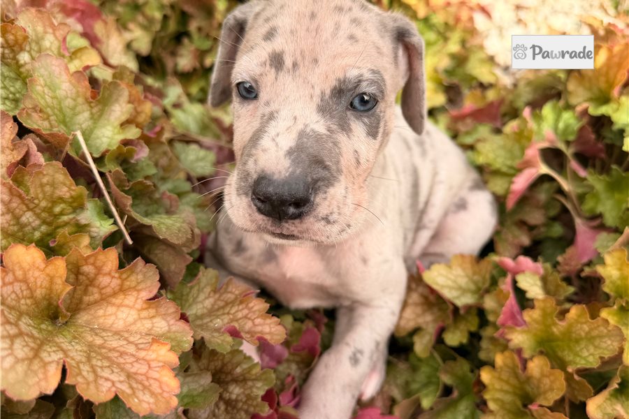 Eric, male Great Dane puppy for sale