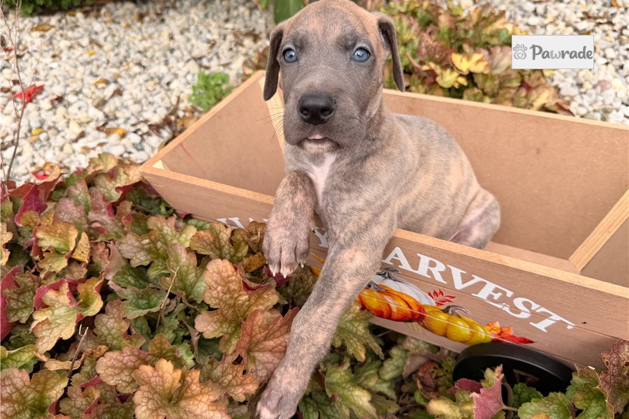 Emmett - Great Dane for sale