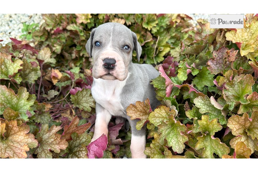 Serenity, female Great Dane puppy for sale