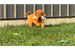 Chanel - Dogue De Bordeaux for sale