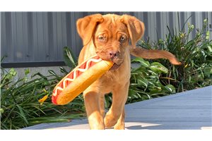 Chanel - Dogue De Bordeaux for sale