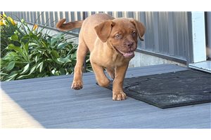 Chanel - Dogue De Bordeaux for sale