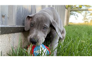 Dustin - Great Dane for sale