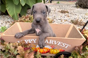 Elijah - Great Dane for sale