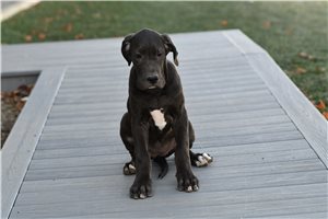 Adelaide - Great Dane for sale