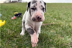 Bailey - Great Dane for sale