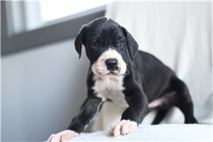 Kylie - Great Dane for sale