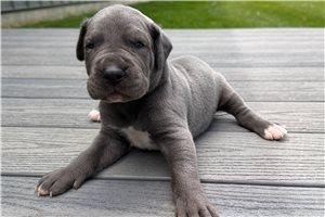 Heath - Great Dane for sale