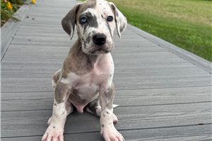 Cody - puppy for sale