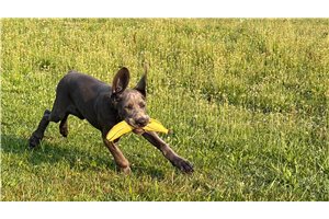 Haven - Great Dane for sale