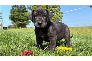 Drew - Great Dane for sale