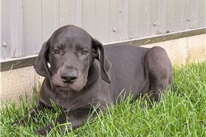 Drew - Great Dane for sale