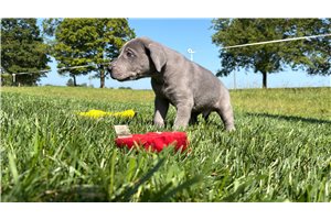 Dustin - Great Dane for sale