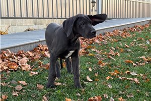 Theodore - Great Dane for sale