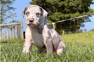 Donovan - Great Dane for sale