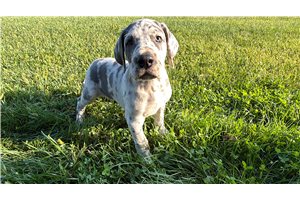 Daisy - Great Dane for sale