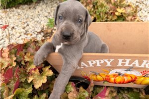 Sharon - puppy for sale