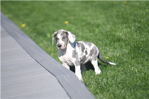 Bunny - Great Dane for sale