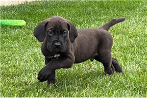 Drake - Great Dane for sale