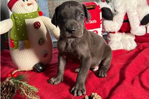 Thiago - puppy for sale