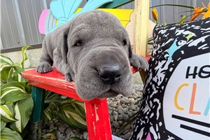 Dylan - puppy for sale