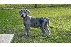 Clarissa - puppy for sale