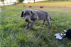 Cole - puppy for sale