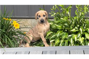 Harrietta - Great Dane for sale