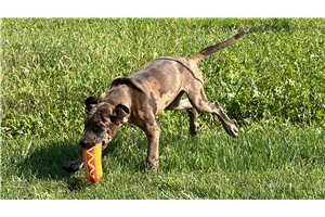 Duchess - Great Dane for sale