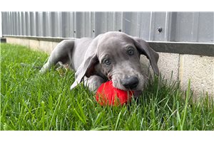 Dustin - Great Dane for sale