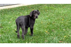 Drew - Great Dane for sale