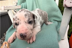 Easton - Great Dane for sale