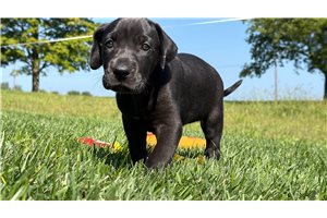Delilah - Great Dane for sale