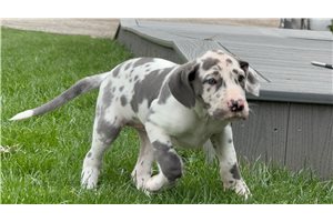 Bailey - Great Dane for sale