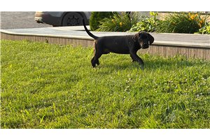 Drake - Great Dane for sale