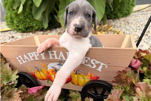Shae, a Great Dane puppy