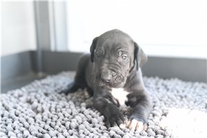 Kevin - Great Dane for sale