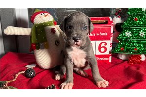 Anthony - Great Dane for sale
