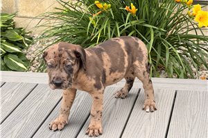 Duchess - Great Dane for sale