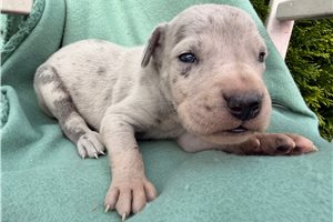 Emma - puppy for sale