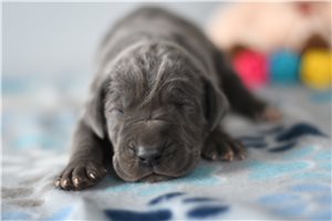 Brazil - puppy for sale