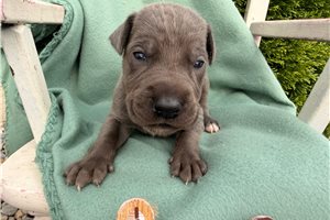 Elijah - puppy for sale