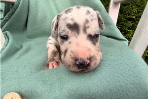 Evie - puppy for sale