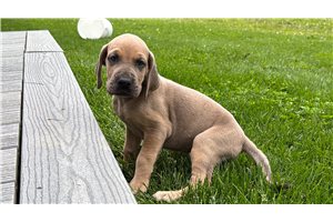 Harrietta - Great Dane for sale